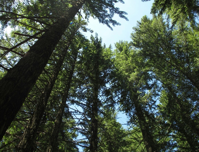 Douglas fir trees in forest